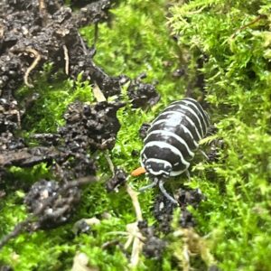 Zebra isopod For Sale