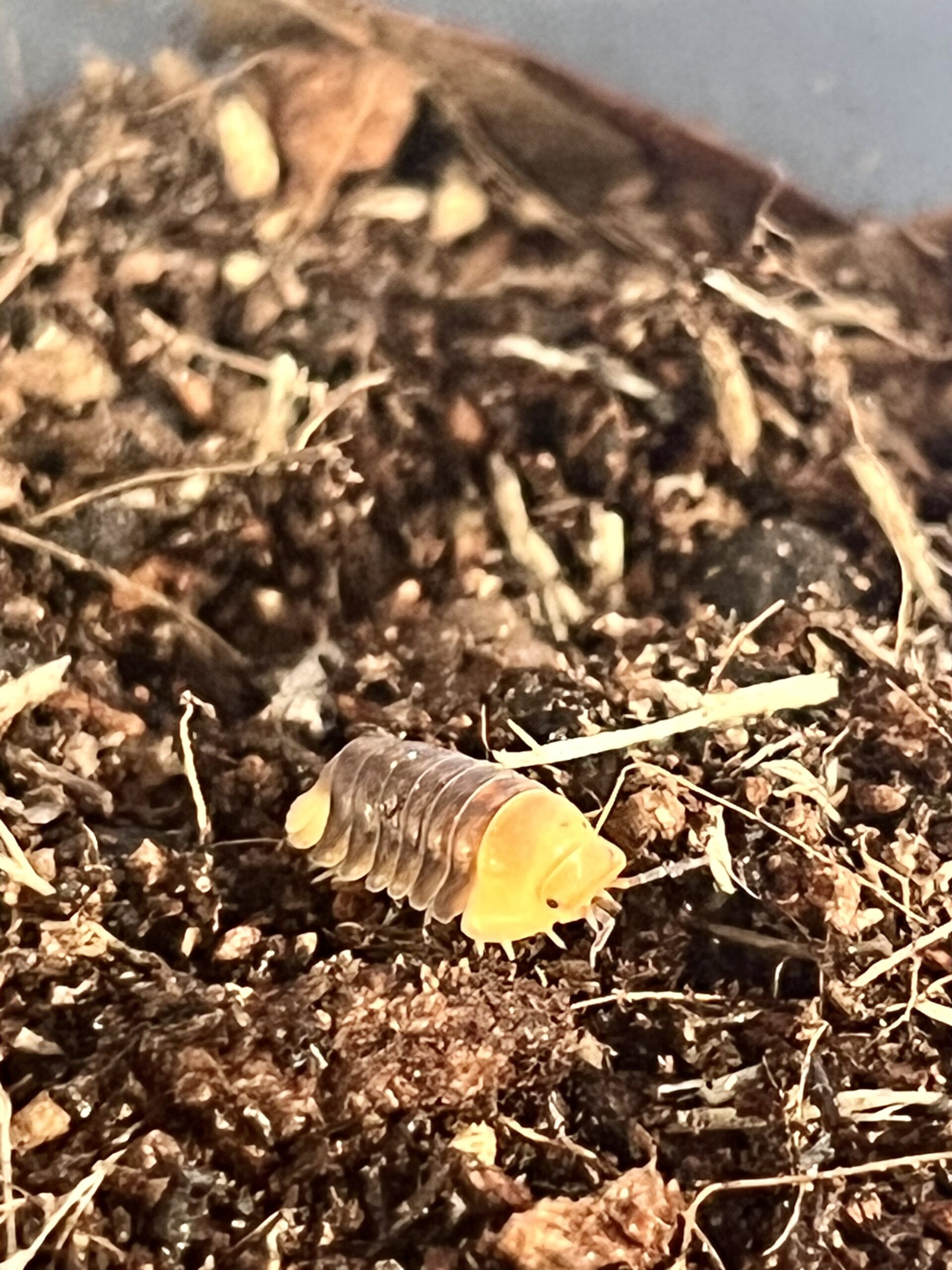 Cubaris Rubber Ducky Isopod For Sale