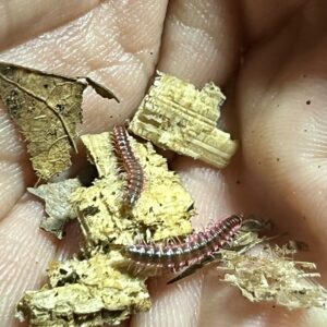 Pink Dragon Millipede For Sale