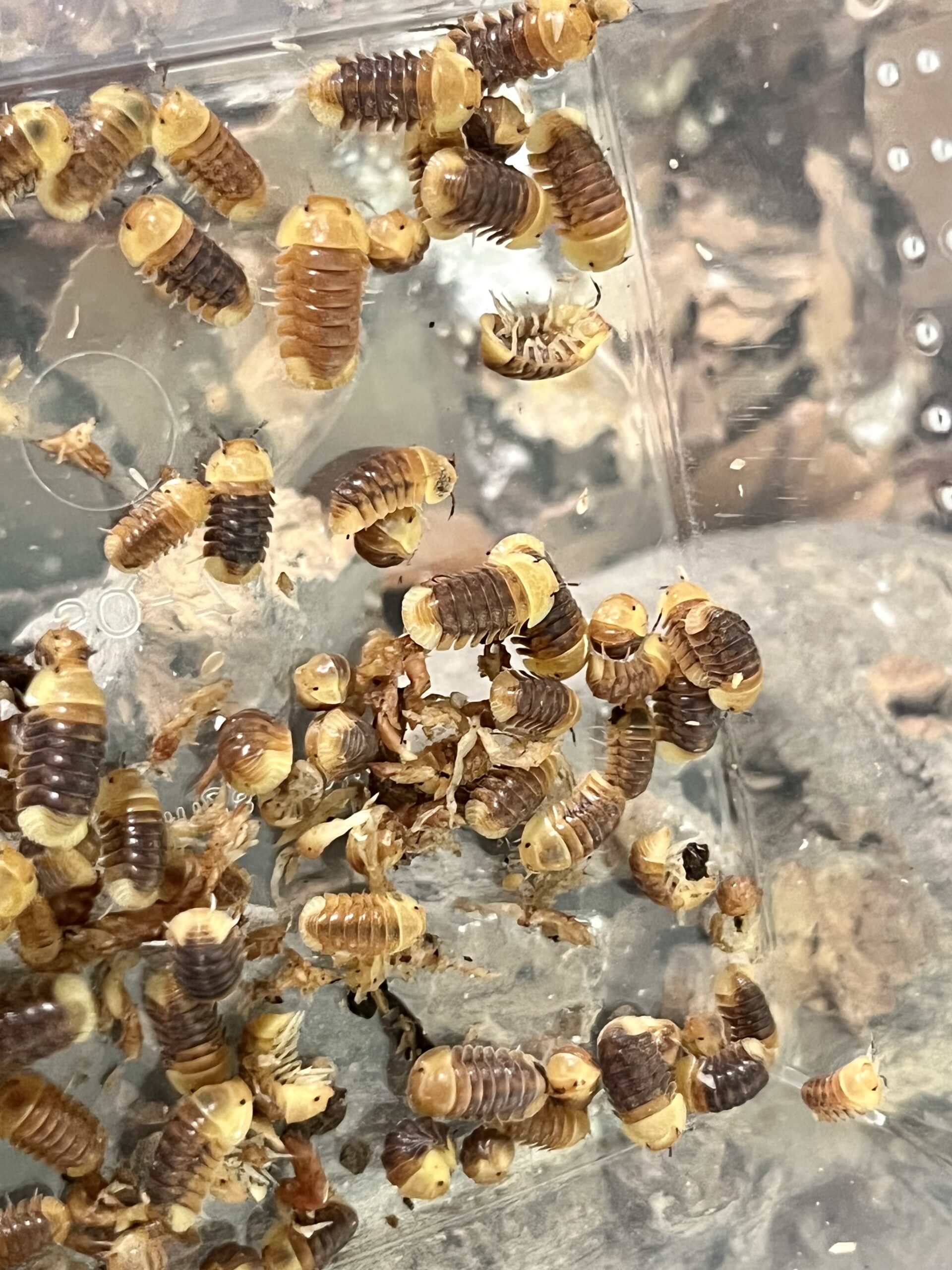 Cubaris Rubber Ducky Isopod