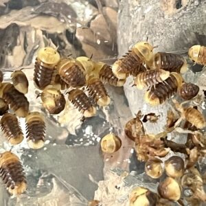 Rubber Ducky Isopod For Sale