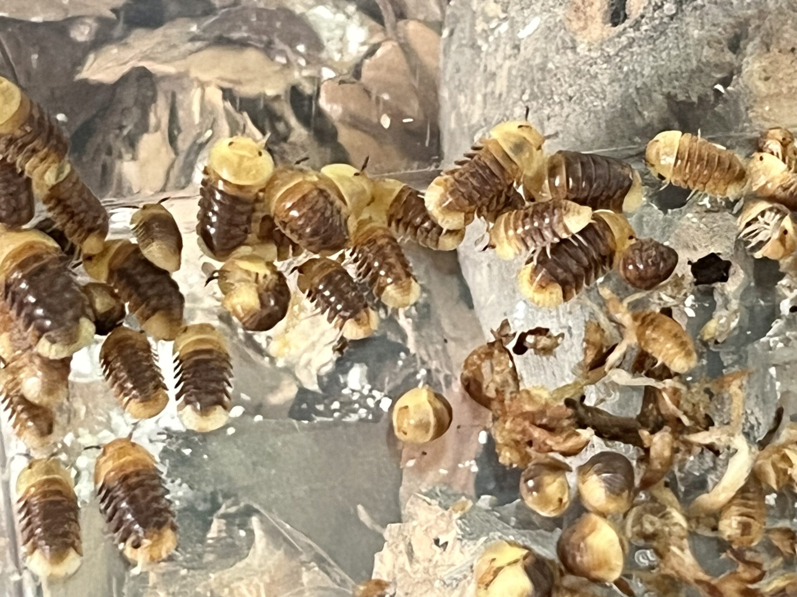 Rubber Ducky Isopod For Sale