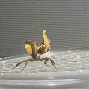 Ghost Mantis For Sale