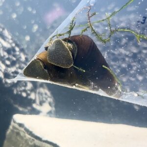 Rabbit snails for sale