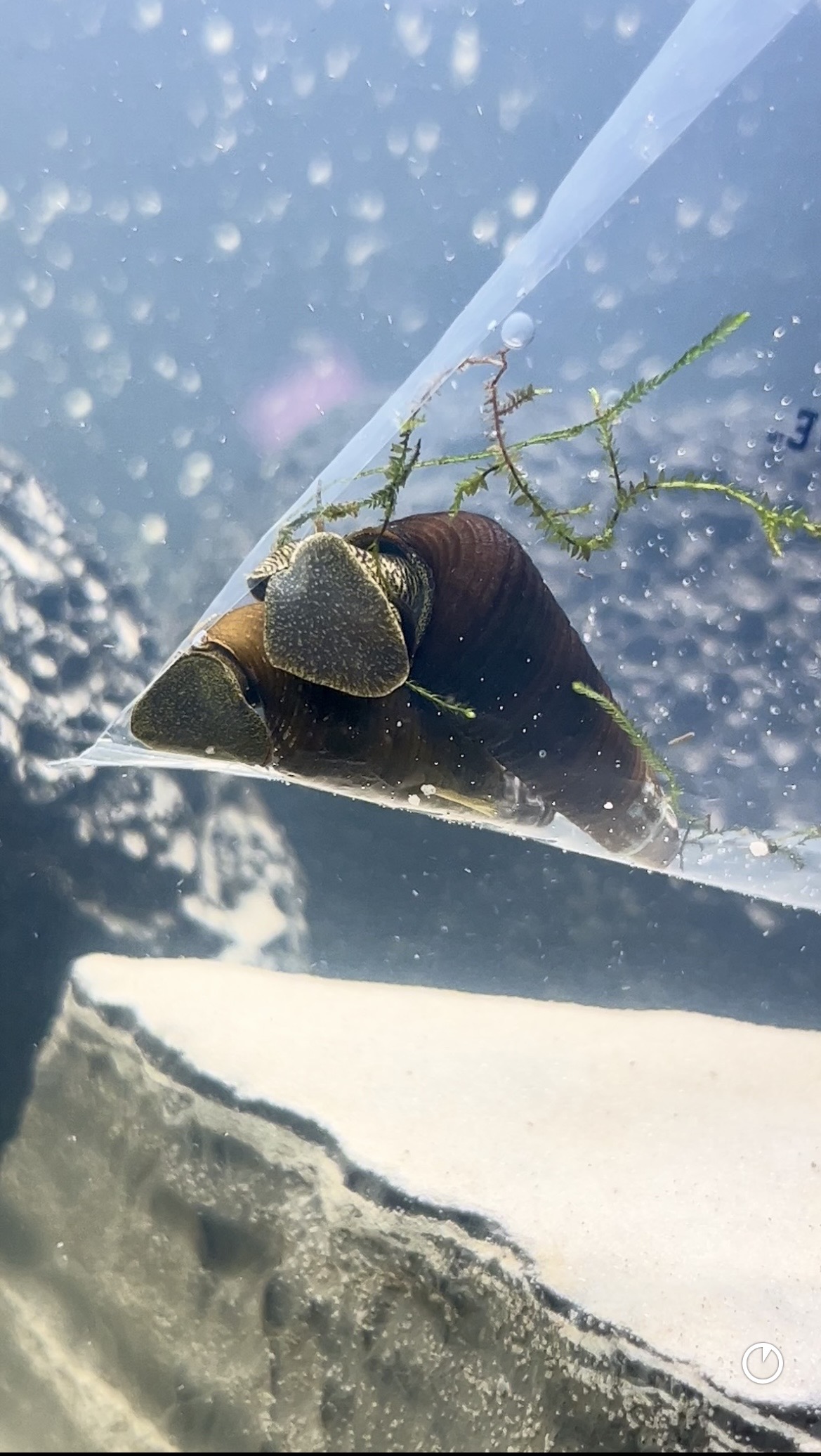 Rabbit snails for sale