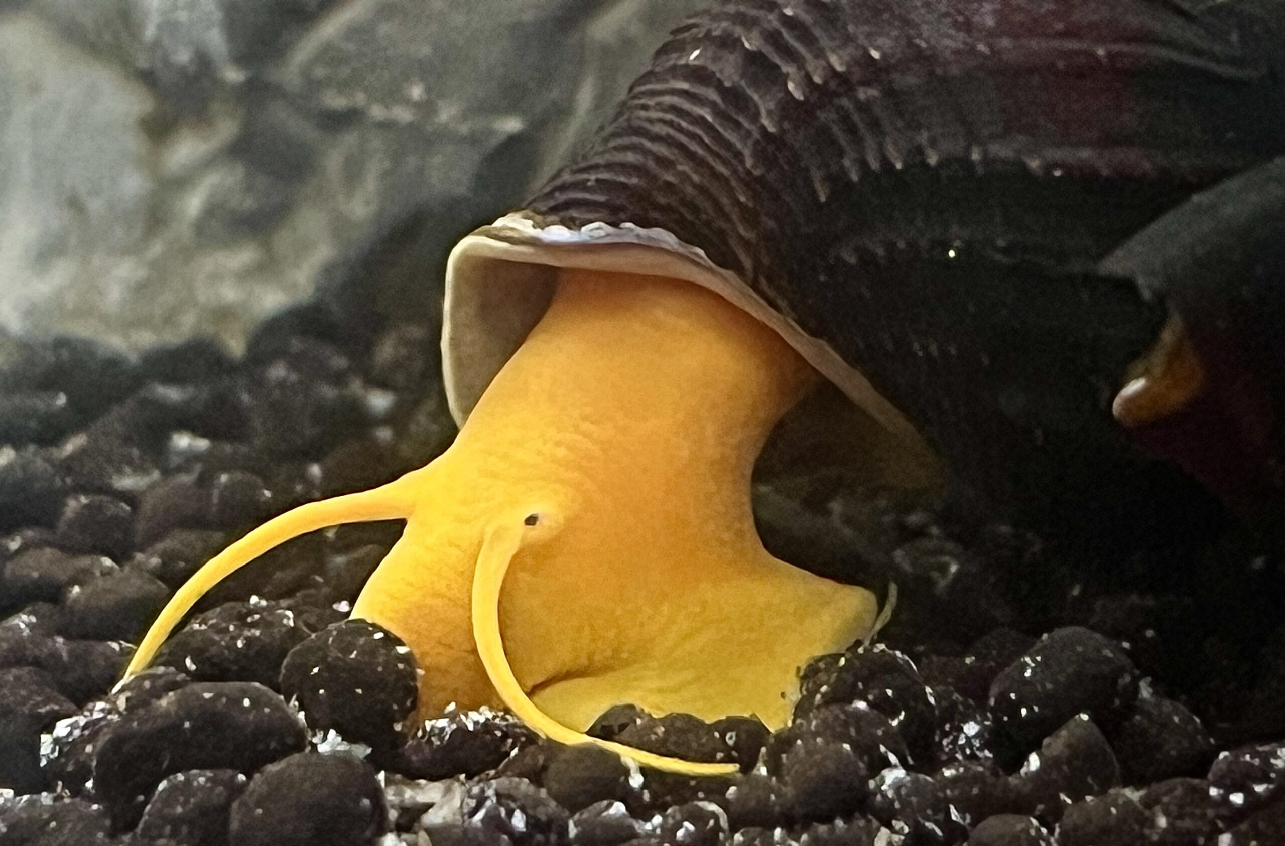 Yellow Passo Rabbit Snail