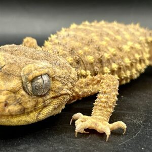 Nephrurus amyae