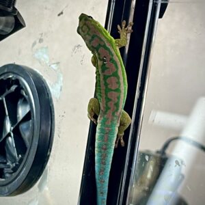 Blue tailed gecko for sale