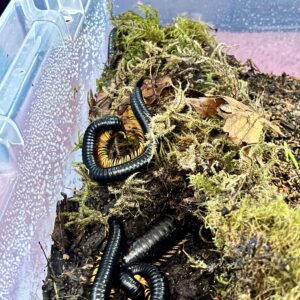 Inferno Leg Millipede (Alienostreptus bicoloripes) For Sale