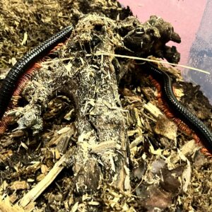 Sunset Leg Millipede (Alienostreptus bicoloripes) For Sale