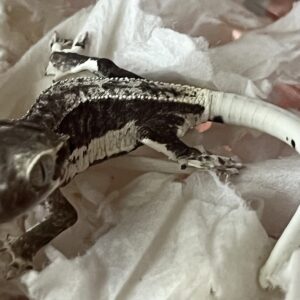 Axantic Lilly White Crested Gecko