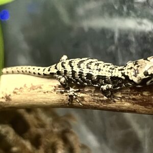 Baby Abronia graminea