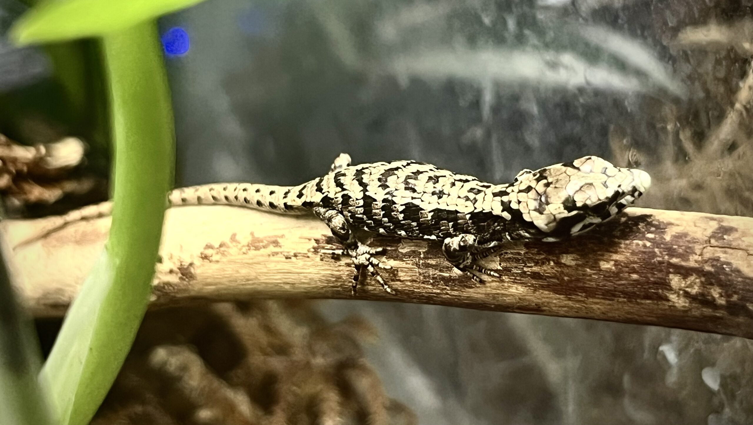 Baby Abronia graminea