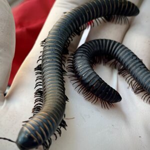 Odontostreptus sjoestedti Millipede For Sale