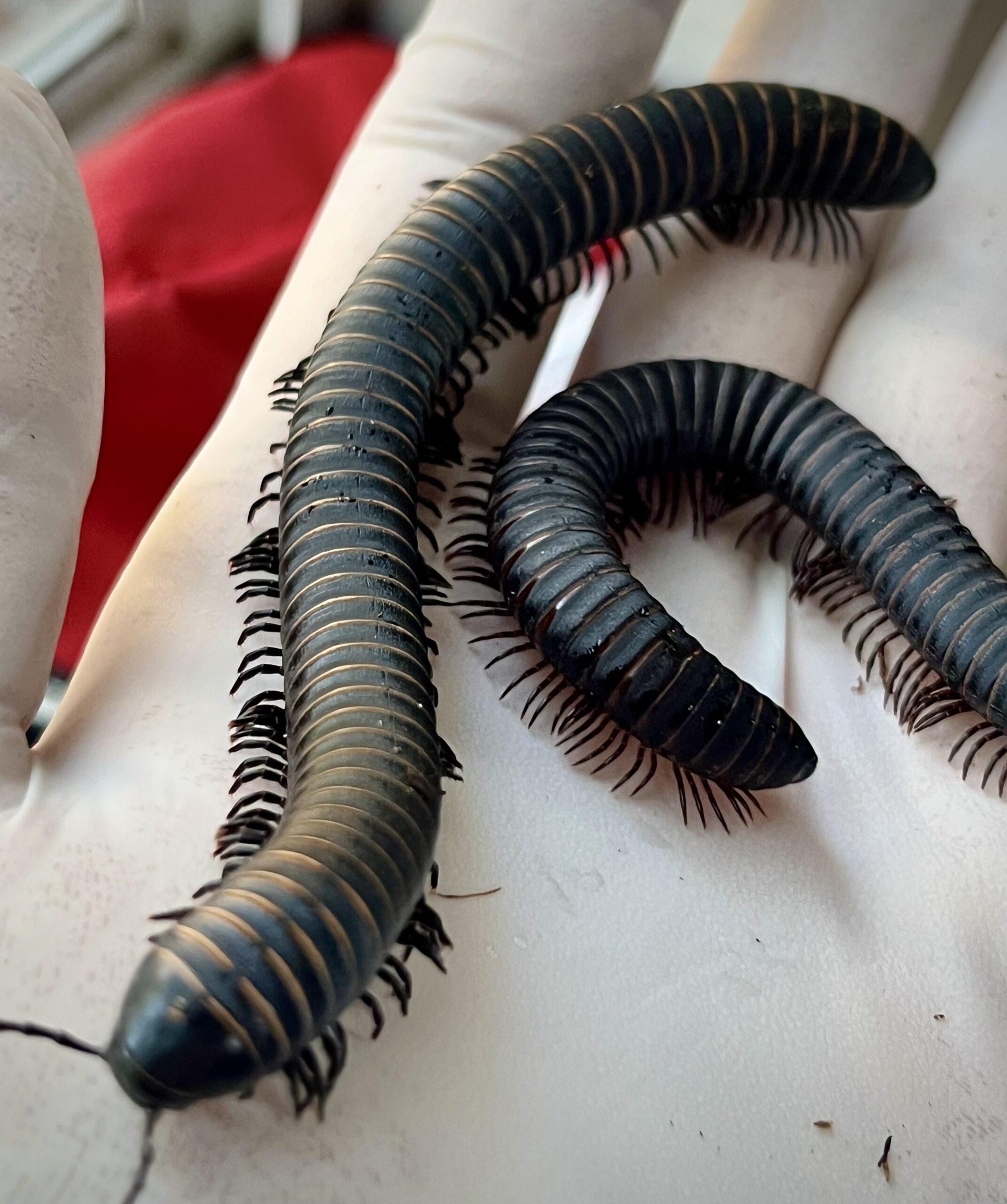 Odontostreptus sjoestedti Millipede For Sale