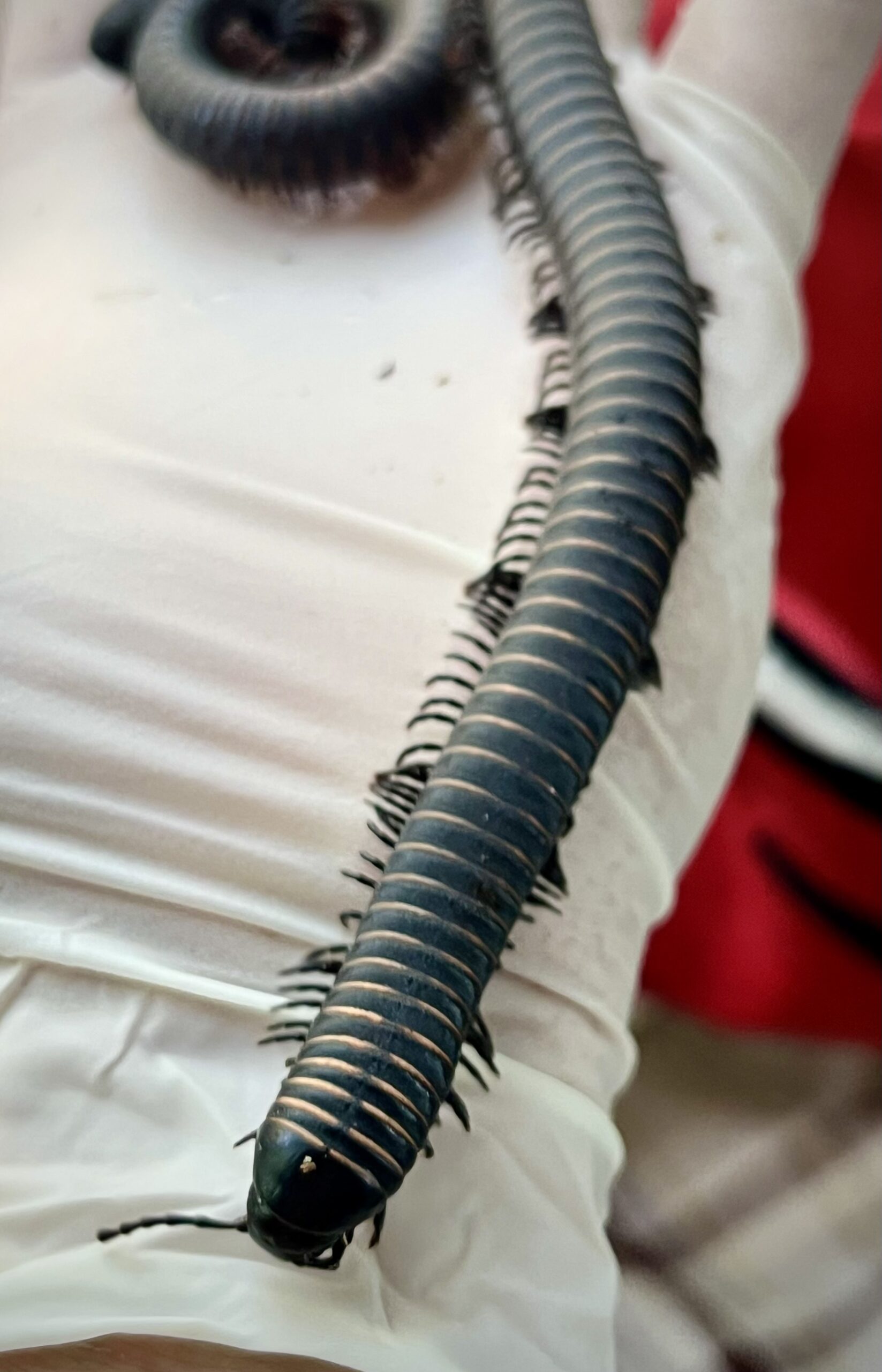 Odontostreptus sjoestedti Millipede