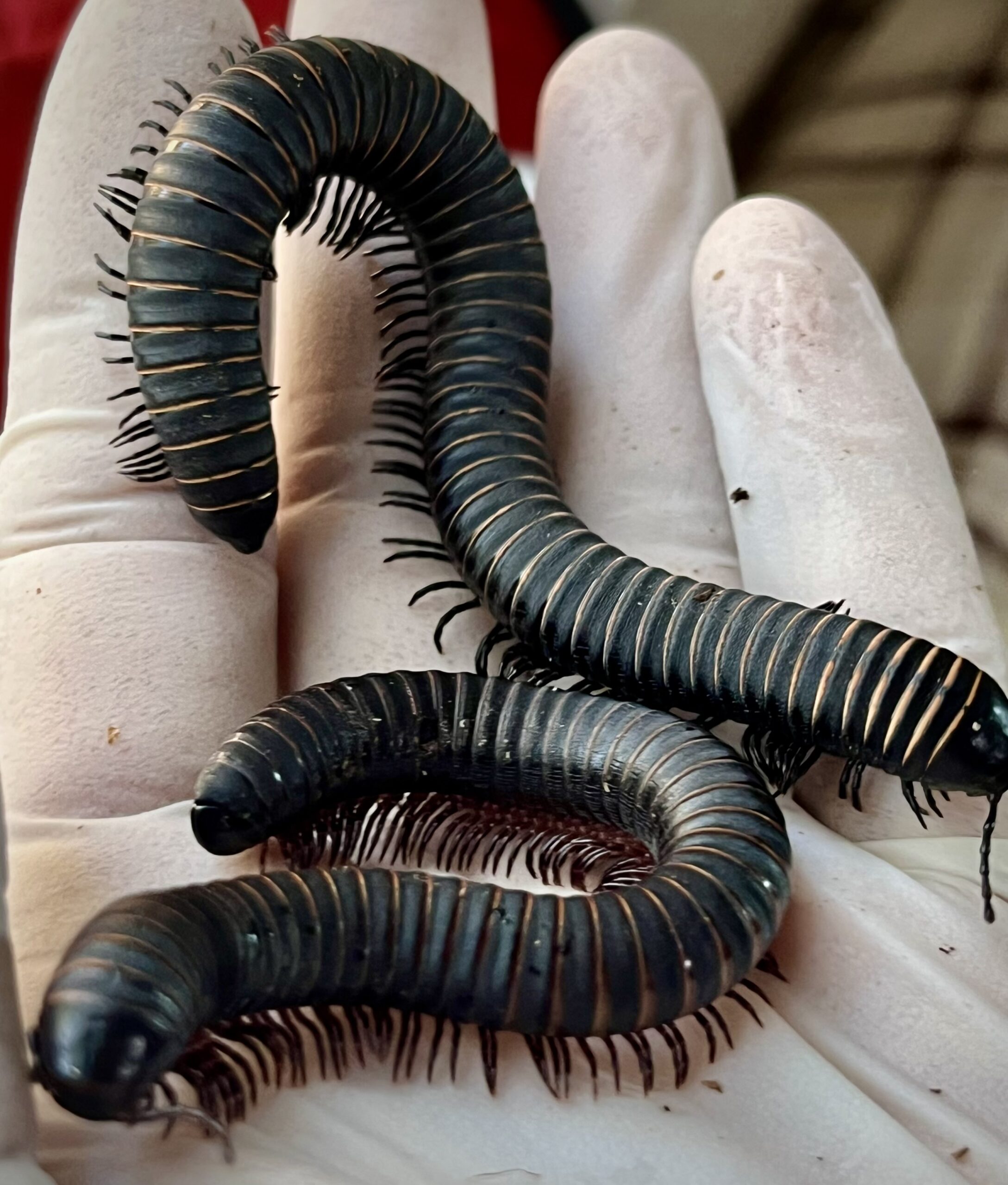 Odontostreptus sjoestedti Millipede