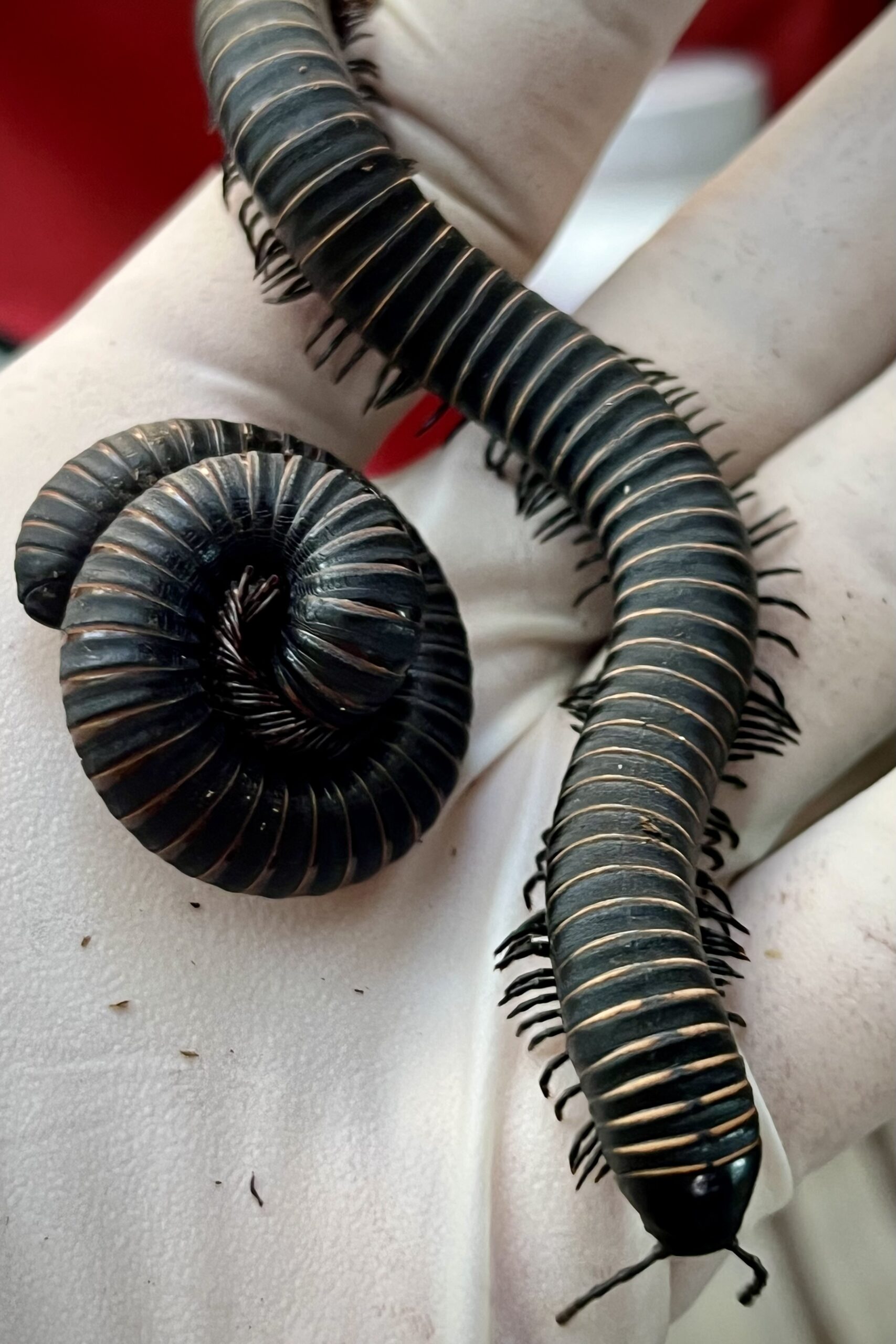 Gold Banded Millipede