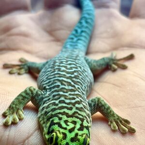 Standing Day Gecko