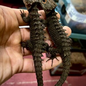 Red Eye Croc skink