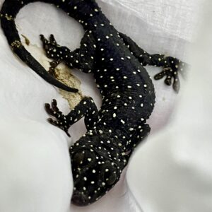 Starry night Gecko For Sale