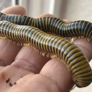 Gold Banded Millipede For Sale