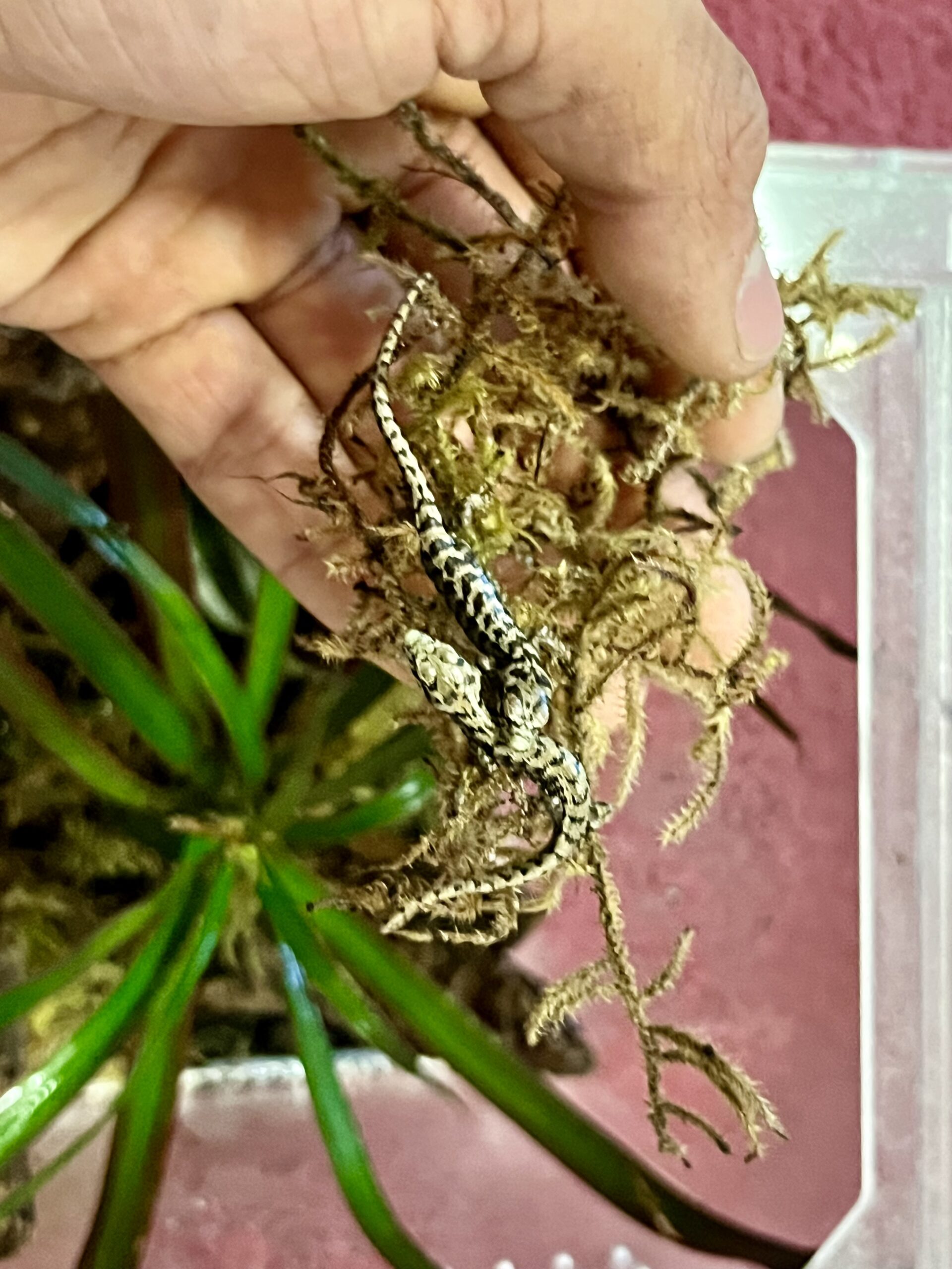 Abronia graminea for sale online