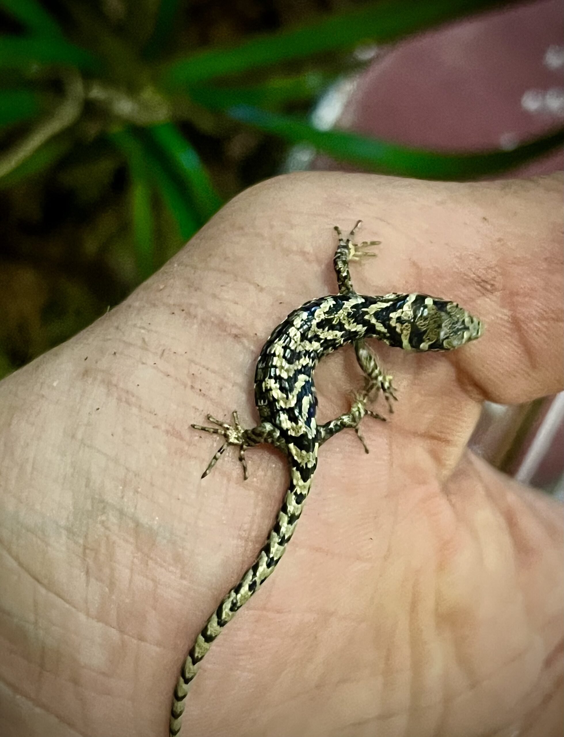 Abronia graminea