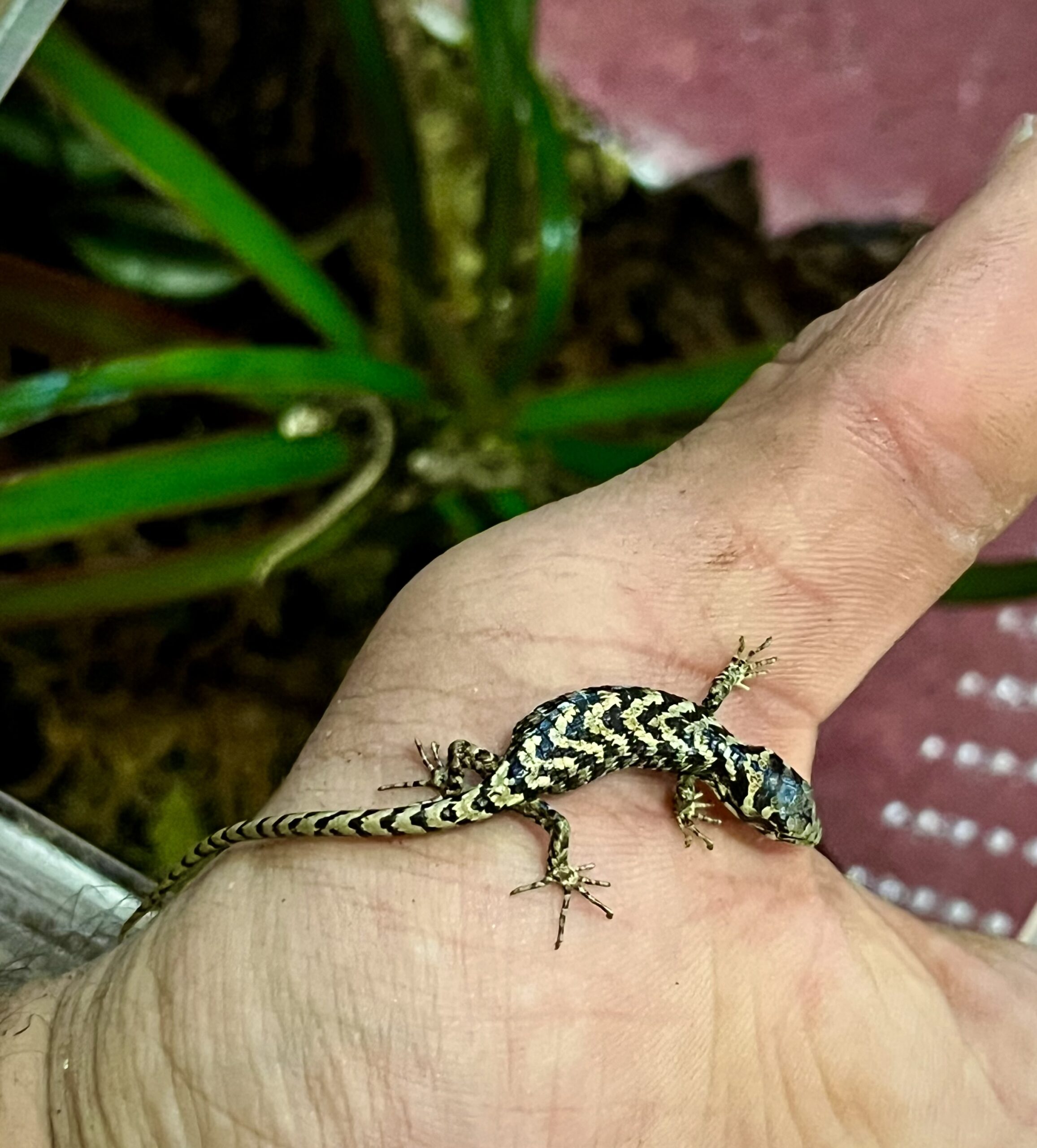 Abronia graminea for sale