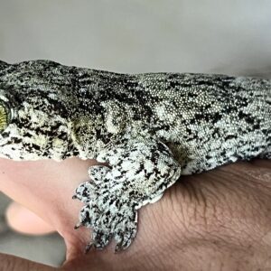 Halmahera Giant Gecko